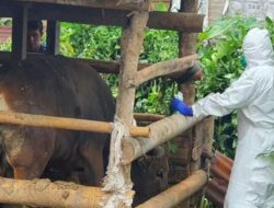 Provinsi Bengkulu Ditetapkan Darurat PMK, Kabupaten Lebong Masih Nihil