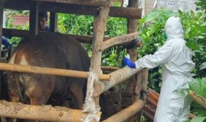 Provinsi Bengkulu Ditetapkan Darurat PMK, Kabupaten Lebong Masih Nihil