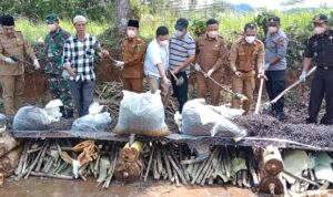 Ratusan Ribu Tikus Dibakar