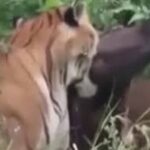 Harimau Berkeliaran di Pemukiman Memangsa Sapi Warga Bukit Makmur