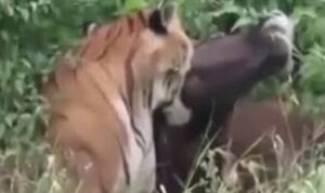 Harimau Berkeliaran di Pemukiman Memangsa Sapi Warga Bukit Makmur