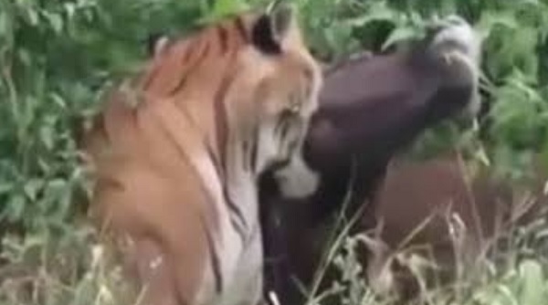 Ilustrasi Harimau mangsa sapi