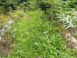 Dikonfirmasi Soal JUT, Kades Karang Dapo Atas Sebut Pekerjaan Fisik Hampir Seluruh Desa Bermasalah