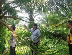 Tiba di Kebun, Buah Sawit Sudah Dipanen Pencuri