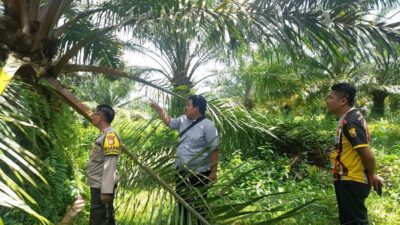 Tiba di Kebun, Buah Sawit Sudah Dipanen Pencuri