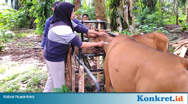 Dinas TPHP BU Gelar Pelayanan Kesehatan Hewan Terpadu di Kecamatan Kerkap 3-3