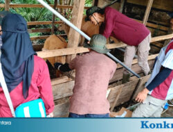 Dinas TPHP BU Berikan Pelayanan Kesehatan Hewan Terpadu di Pinang Raya