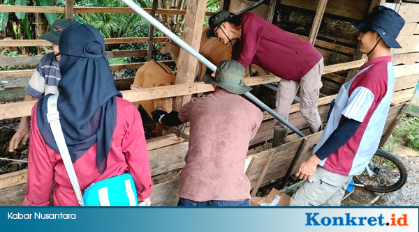 Dinas TPHP BU Berikan Pelayanan Kesehatan Hewan Terpadu di Pinang Raya 4-4