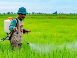 Pestisida Nabati Dicoba di Mukomuko, Bahannya Ternyata Sangat Simpel
