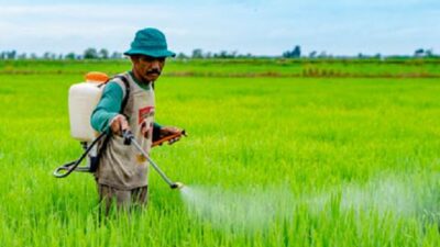 Pestisida Nabati Dicoba di Mukomuko, Bahannya Ternyata Sangat Simpel