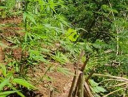 Polisi Ungkap Kasus Tanaman Ganja di Kebun Cabe Milik Warga