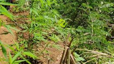 Polisi Ungkap Kasus Tanaman Ganja di Kebun Cabe Milik Warga