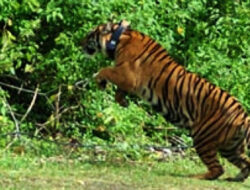 Hingga Saat Ini Sudah 12 Sapi Dimangsa Harimau di Mukomuko