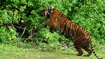Hingga Saat Ini Sudah 12 Sapi Dimangsa Harimau di Mukomuko