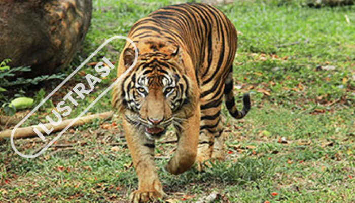 Warga Cemas, Harimau Sumatera Masih Berkeliaran di Sekitar Pemukiman