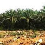 Hingga 2023 Replanting Sawit di Bengkulu Utara Capai 6 Ribu Hektar Replanting