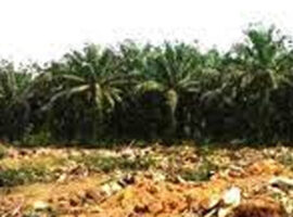 Hingga 2023 Replanting Sawit di Bengkulu Utara Capai 6 Ribu Hektar