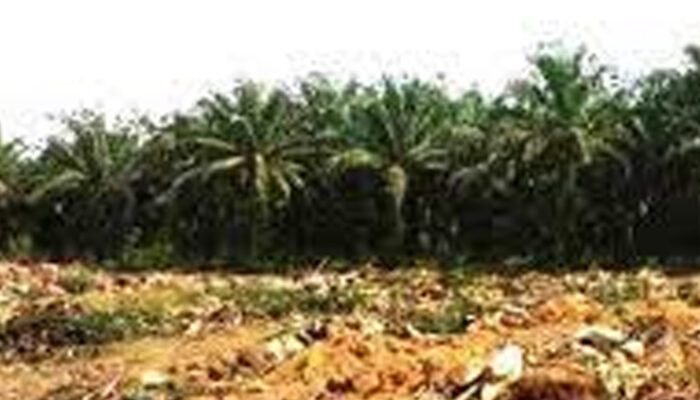 Hingga 2023 Replanting Sawit di Bengkulu Utara Capai 6 Ribu Hektar