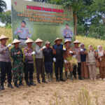 Perkuat Ketahanan Pangan Nasional, BRIMOB Polda Bengkulu Panen Perdana Padi Gogo Di RL Rejang Lebong
