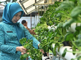 Ketua TP PKK Banyuasin Panen Perdana Sayur Hidroponik
