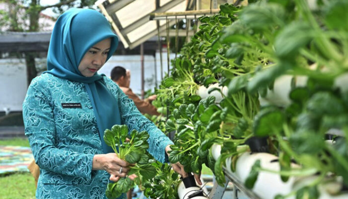 Ketua TP PKK Banyuasin Panen Perdana Sayur Hidroponik