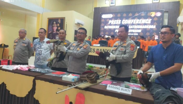 Tersangka Judi Sabung Ayam di Banyuasin Hanya Wajib Lapor, Penyelenggara Masih Buron