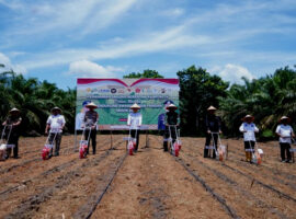 Siap Sukseskan Ketahanan Pangan Nasional, Pemkab Banyuasin Tanam Jagung Serentak