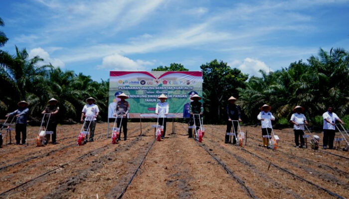 Siap Sukseskan Ketahanan Pangan Nasional, Pemkab Banyuasin Tanam Jagung Serentak