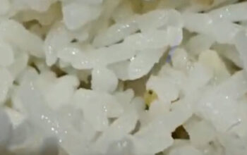 Wali Murid Mengaku Melihat Ulat Dalam Nasi MBG yang Diterima Anaknya di SMP N 1 Sembawa