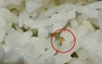 Polemik Ulat dalam Nasi MBG SMP Negeri 1 Sembawa, Siswa Mengakui, Sekolah Membantah