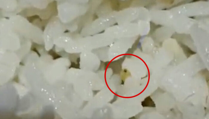 Polemik Ulat dalam Nasi MBG SMP Negeri 1 Sembawa, Siswa Mengakui, Sekolah Membantah