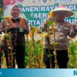 Bupati Bersama Kapolres Bengkulu Tengah Panen Raya Jagung Panen Raya Jagung_Benteng