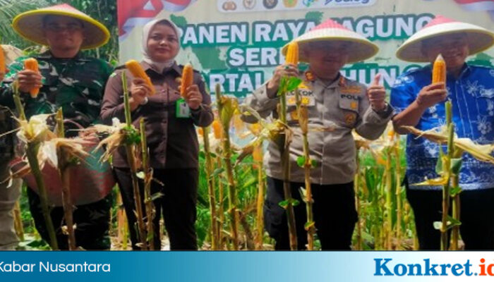 Bupati Bersama Kapolres Bengkulu Tengah Panen Raya Jagung