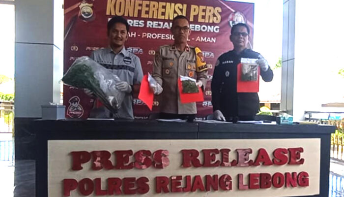 Polres Rejang Lebong Berhasil Bongkar Kebun Ganja di Pemukiman Warga